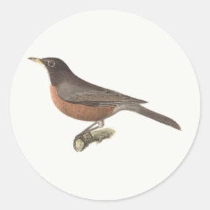 Adesivo Redondo O Robin Americano (Turdus migratorius) NY Birds