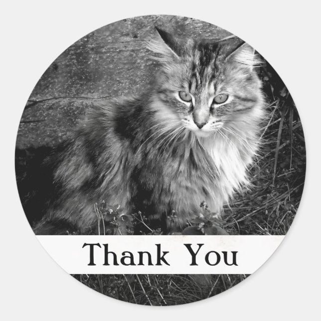 Adesivo Redondo Obrigado Maine Coon Cat Sticker (Frente)