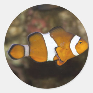 Adesivo Redondo Ocellaris