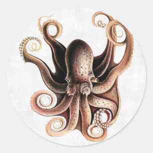 Adesivo Redondo Octopus Sticker