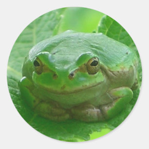 Adesivo Redondo Oh dia feliz - fim do sapo verde acima