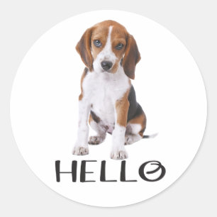 Adesivo Redondo Olá do Amigo do Cachorro Beagle Bonitinho Pensando