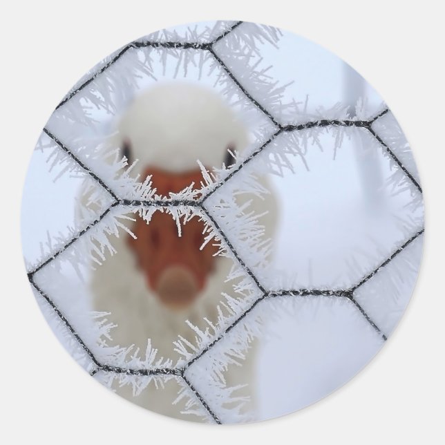 Adesivo Redondo Olá! Pato atrás da cerca de fosco (Frente)