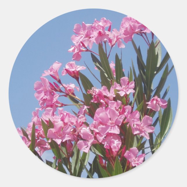 Adesivo Redondo Oleander Sticker (Frente)