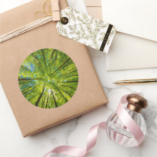 Adesivo Redondo Olhando através das folhas de árvores verdes