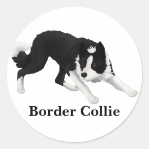 Adesivo Redondo Olhar fixo de border collie