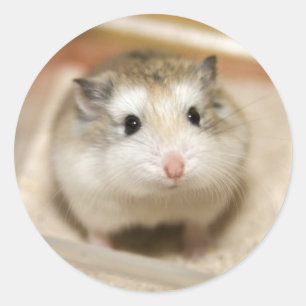Adesivo Redondo Olhar fixo do hamster do bebê