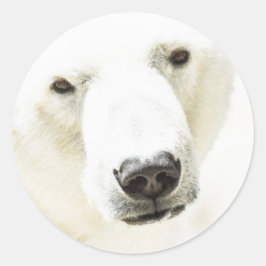 Adesivo Redondo Olho de gelo de um Urso Polar