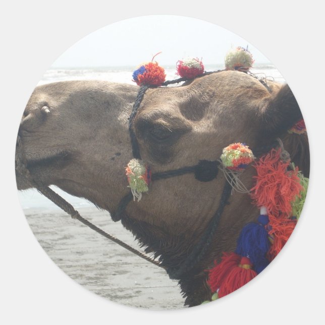 Adesivo Redondo Oman Muscat Camel Photo Art Impressão (Frente)