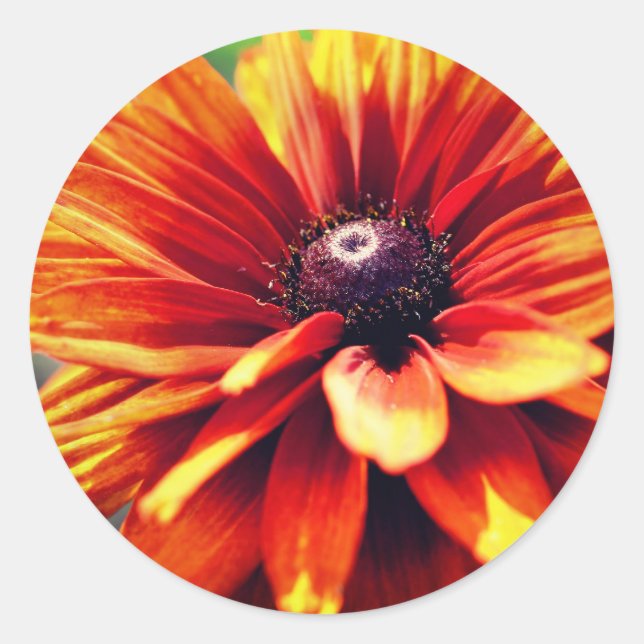 Adesivo Redondo Orange Black Eyed Susan Daisy Flower (Frente)
