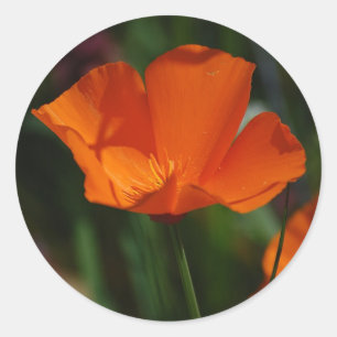 Adesivo Redondo Orange California Poppy Sticker