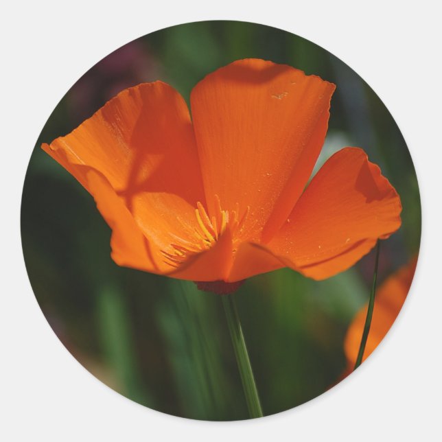 Adesivo Redondo Orange California Poppy Sticker (Frente)