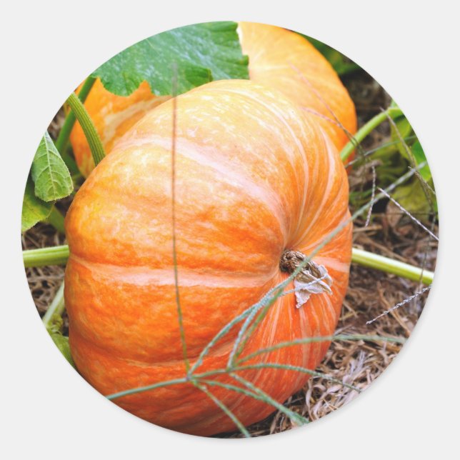 Adesivo Redondo Orange Cinderella Pumpkin (Frente)