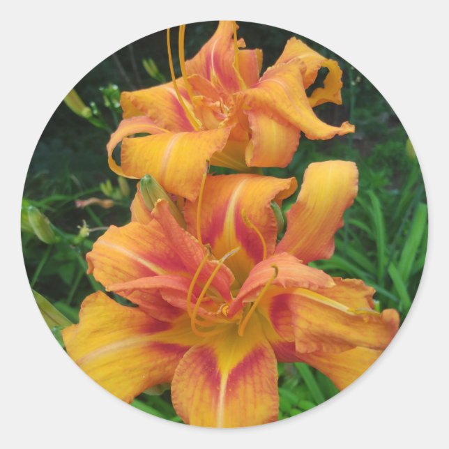 Adesivo Redondo Orange Daylily Blooms (Frente)