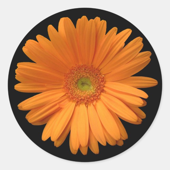 Adesivo Redondo Orange Gerber Daisy (Frente)