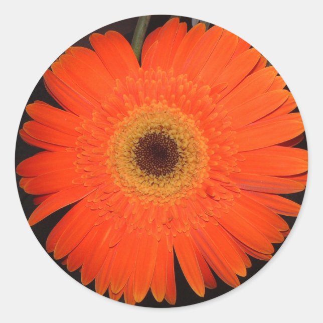 Adesivo Redondo Orange Gerber Daisy (Frente)