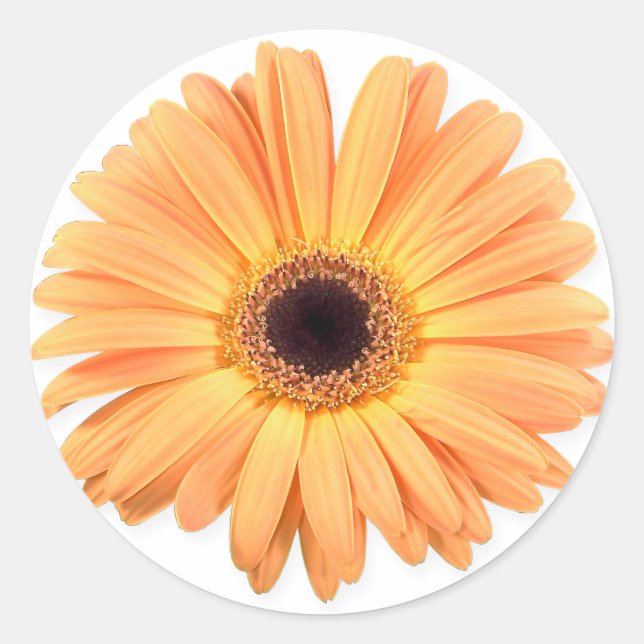 Adesivo Redondo Orange Gerbera Stickers (Frente)