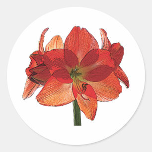 Adesivo Redondo Orange Hippeastrum Amaryllis