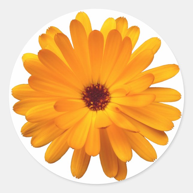 Adesivo Redondo Orange Marigold (Frente)