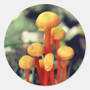 Adesivo Redondo Orange Mushroom Nature
