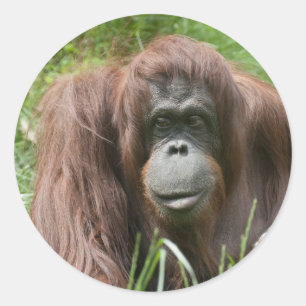 Adesivo Redondo Orangutan
