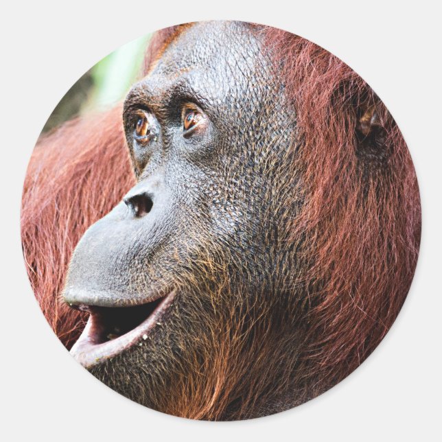 Adesivo Redondo Orangutan (Frente)