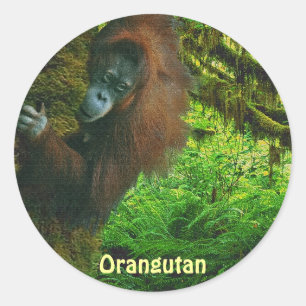 Adesivo Redondo Orangutan Red Ape & Jungle Primate Stickers