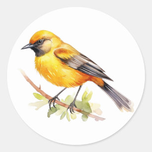 Adesivo Redondo Orchard Oriole Songbird Stickers