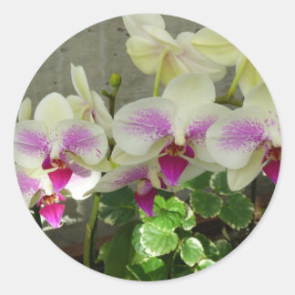 Adesivo Redondo Orchid Sticker