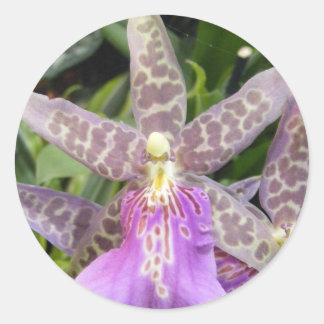 Adesivo Redondo Orchid Sticker
