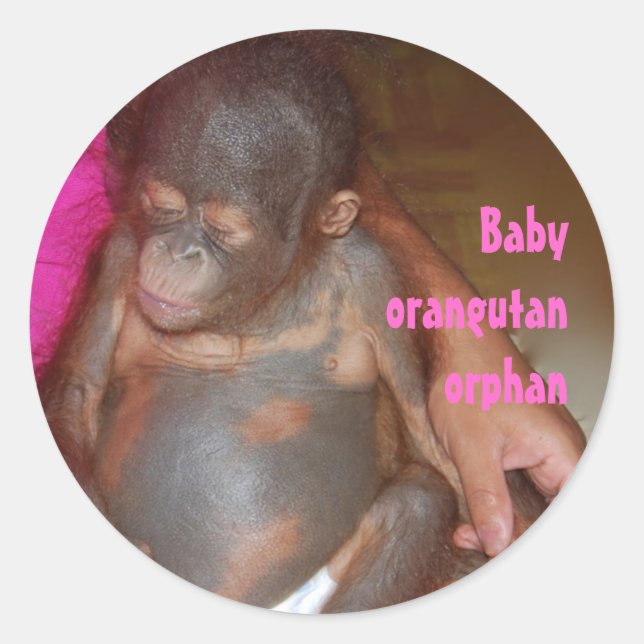 Adesivo Redondo Órfãos Bebês Orangutan (Frente)