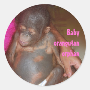 Adesivo Redondo Órfãos Bebês Orangutan