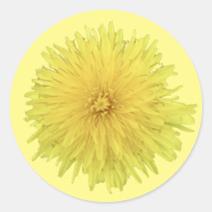 Adesivo Redondo Orgulhosa Flor Dandelion - transparente.
