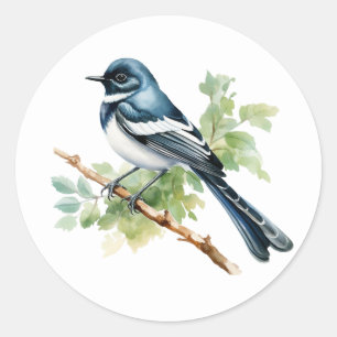 Adesivo Redondo Oriental Magpie-Robin Songbird Stickers