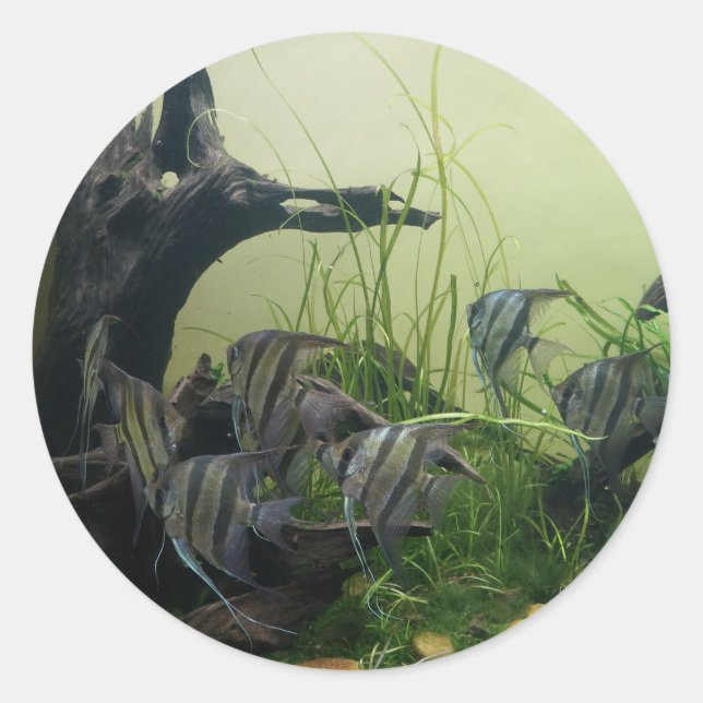 Adesivo Redondo Orinoco Angelfish Stickers (Frente)