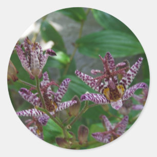 Adesivo Redondo Orquídea branca-rosa-púrpura, listrada, como uma f