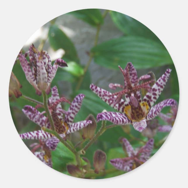 Adesivo Redondo Orquídea branca-rosa-púrpura, listrada, como uma f (Frente)