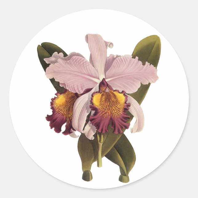 Adesivo Redondo Orquídea de Cattleya Roxo, Flores Tropicais (Frente)
