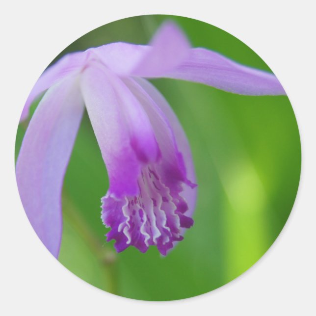 Adesivo Redondo Orquídea de Verão! (Frente)