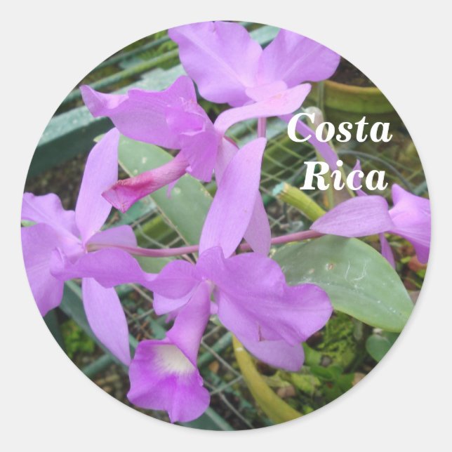 Adesivo Redondo Orquídea - Flor Nacional da Costa Rica (Frente)