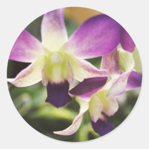 Adesivo Redondo Orquídea, havaiana