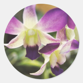 Adesivo Redondo Orquídea, havaiana