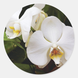 Adesivo Redondo Orquídea Lua Branca (Phalaenopsis Aphrodite)
