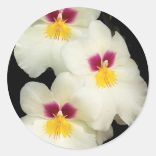 Adesivo Redondo Orquídea - Miltoniopsis - Os Três Amigos