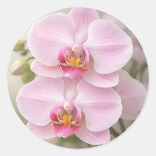 Adesivo Redondo Orquídea Phalaenopsis Rosa Suave