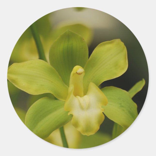 Adesivo Redondo Orquídea Verde (Frente)