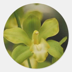 Adesivo Redondo Orquídea verde
