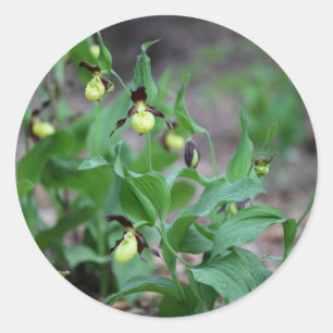 Adesivo Redondo Orquídeas de deslizador de Ladys (calceolus do