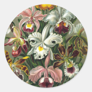 Adesivo Redondo Orquídeas Ernst Haeckel, Flores Vintage da Florest