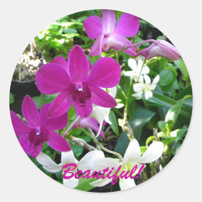 Adesivo Redondo Orquídeas magenta (Frente)